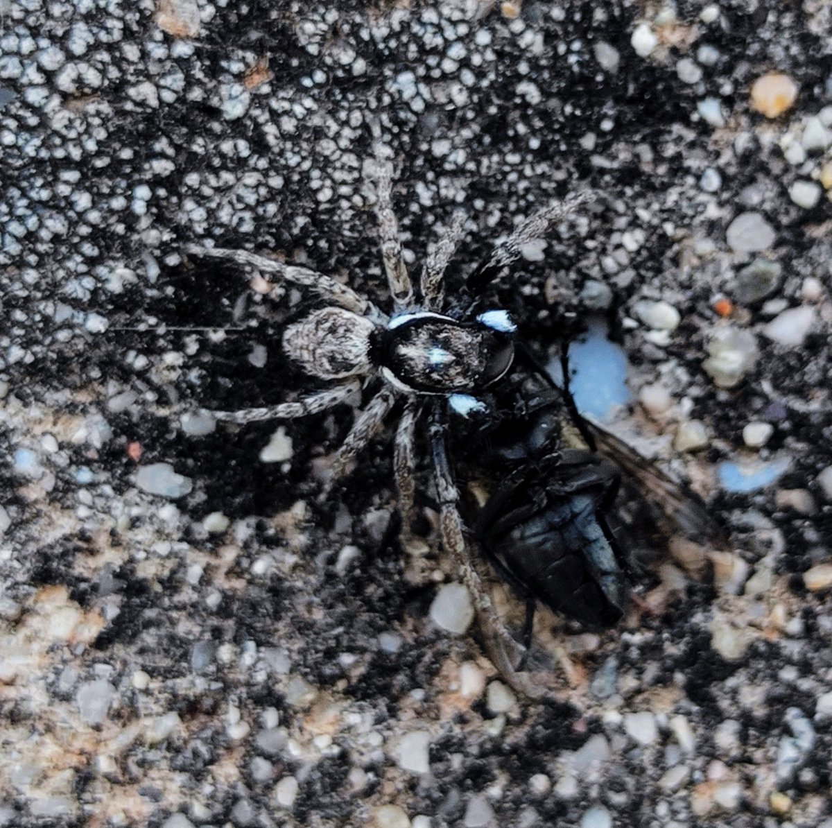 krishnakid78's tweet photo. Araña atrapamoscas del Mediterráneo / Araña Saltadora con su presa (Menemerus semilimbatus)

#arañaatrapamoscas 
#arañasaltadora 
#menemerussemilimbatus
#parquefluvialdelbesos 
#santacolomadegramenet https://t.co/0GyVrQ8Qw7