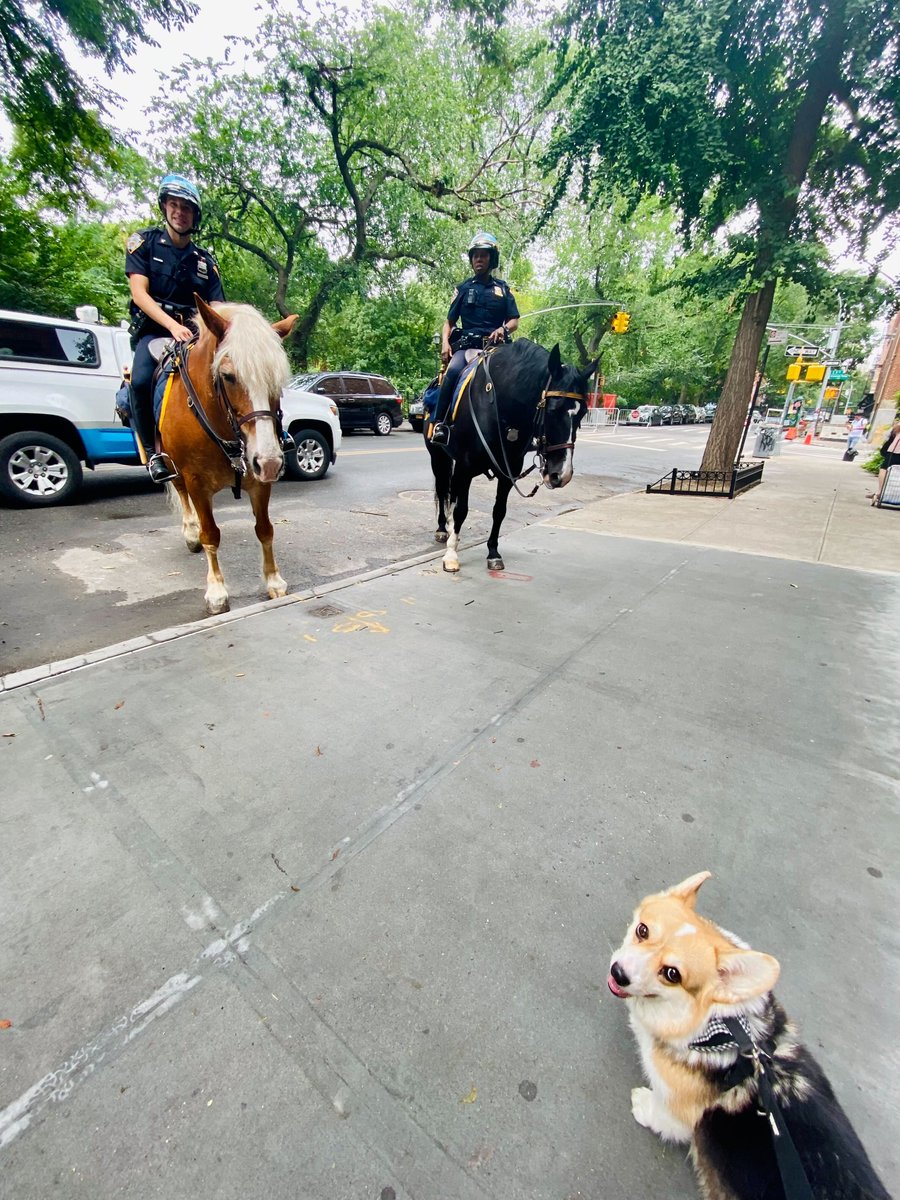 #EastVillage canine resident Betty the #Corgi meeting <a href="/NYPD9Pct/">NYPD 9th Precinct</a> Mounted Unit Equine Officers Thor (L) and Torch (R) on Avenue B earlier today.

For those in the <a href="/EastVillageNY/">East Village</a>, they will be patrolling #Tompkins throughout the summer and it's fantastic to see the presence! 👮🐴👮‍♀️