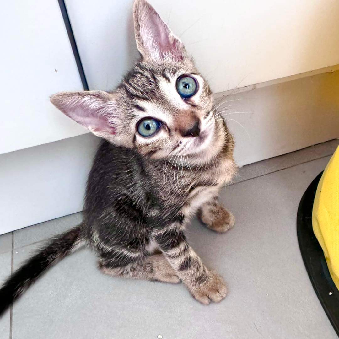 bigotescalleje1's tweet photo. Quesito es un bebé de dos meses que busca un hogar junto a su hermana Mozzarella. Si no es posible es preferible casa con más gatos. https://t.co/acPT7cQEf2
