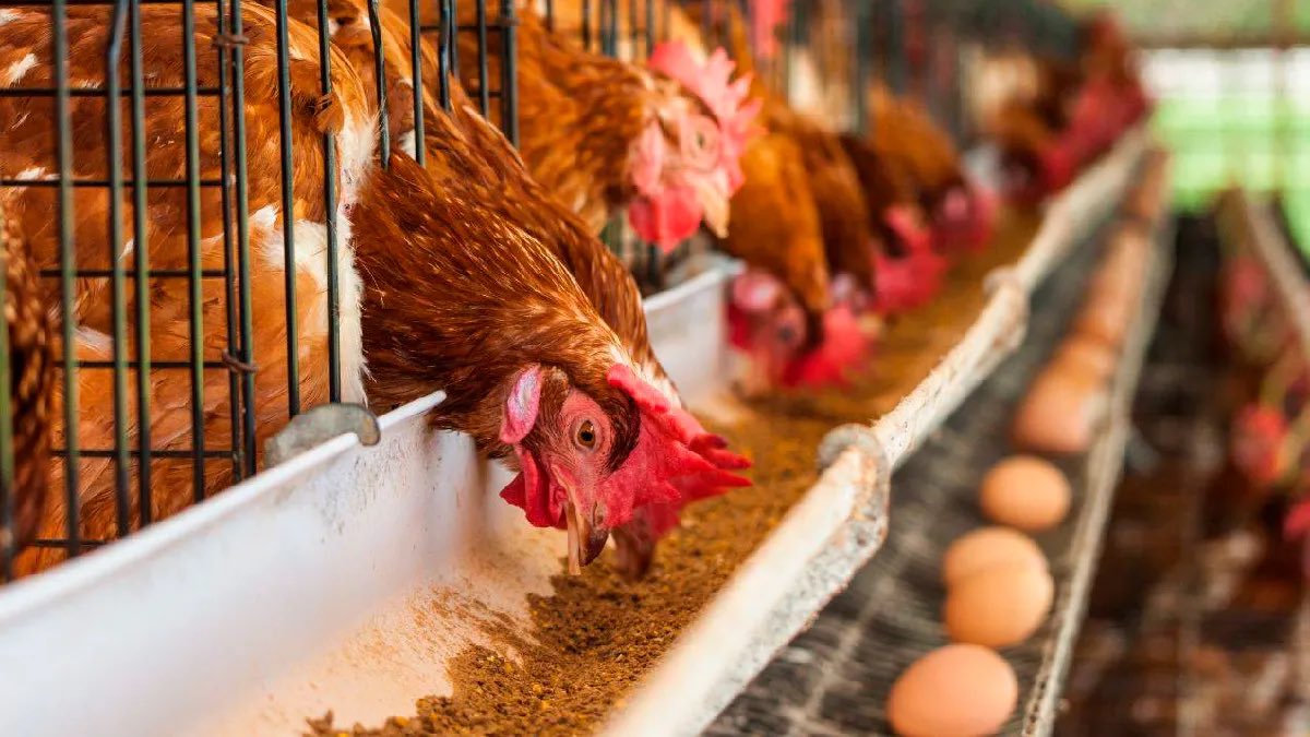Las industrias 4.0, son 0.0 cuando se trata de eliminar procesos crueles con los animales, como las jaulas de batería para las gallinas ponedoras, o el descarte de pollitos machos en la industria del huevo, por mecanismos que más parecen de una película de terror, como por