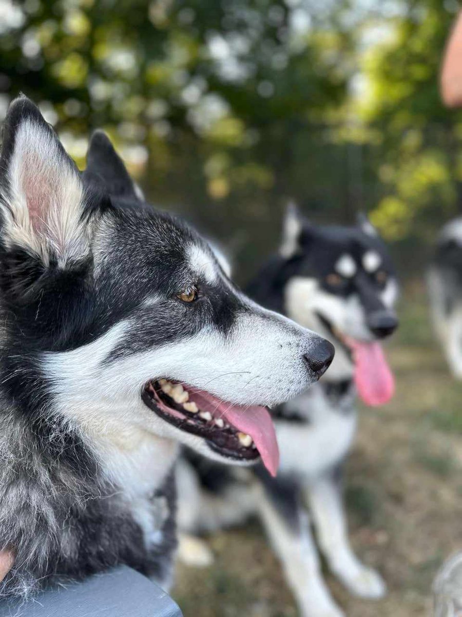 Humane Society HBG tweet media