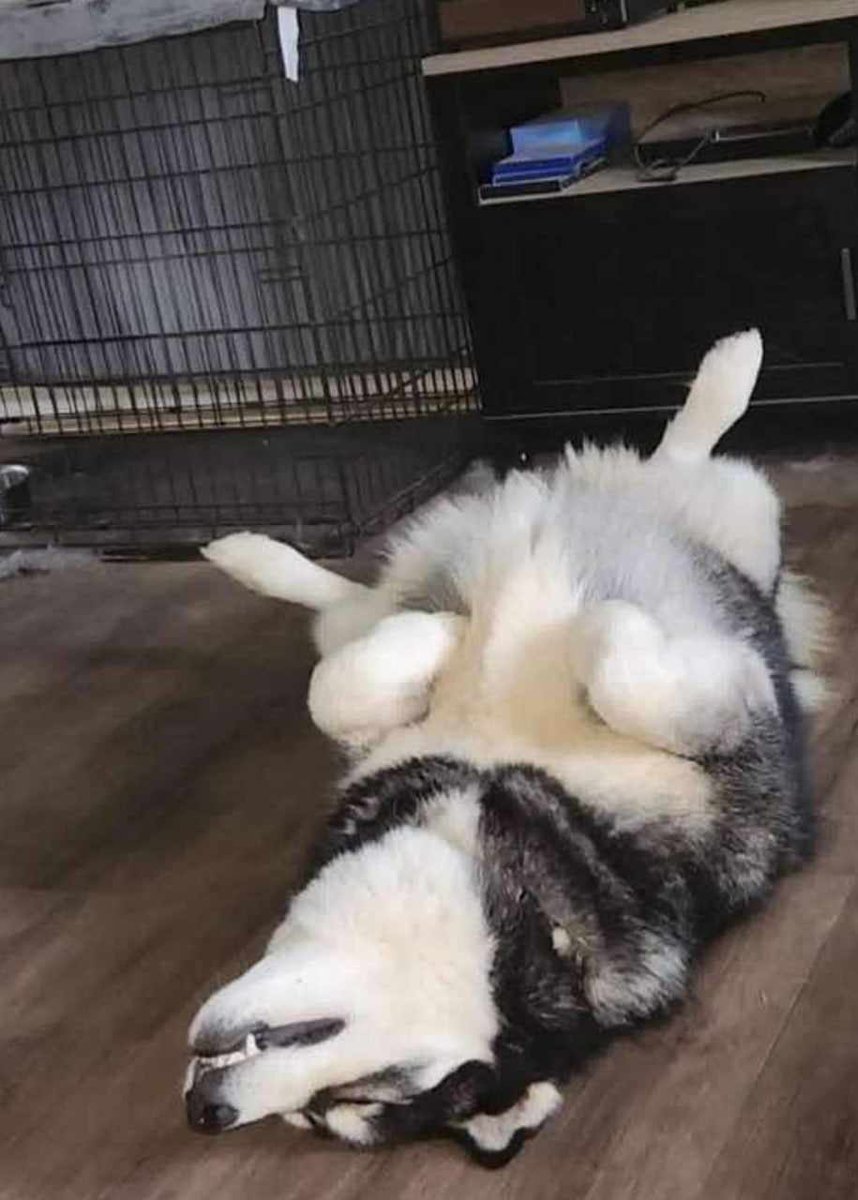 Humane Society HBG tweet media