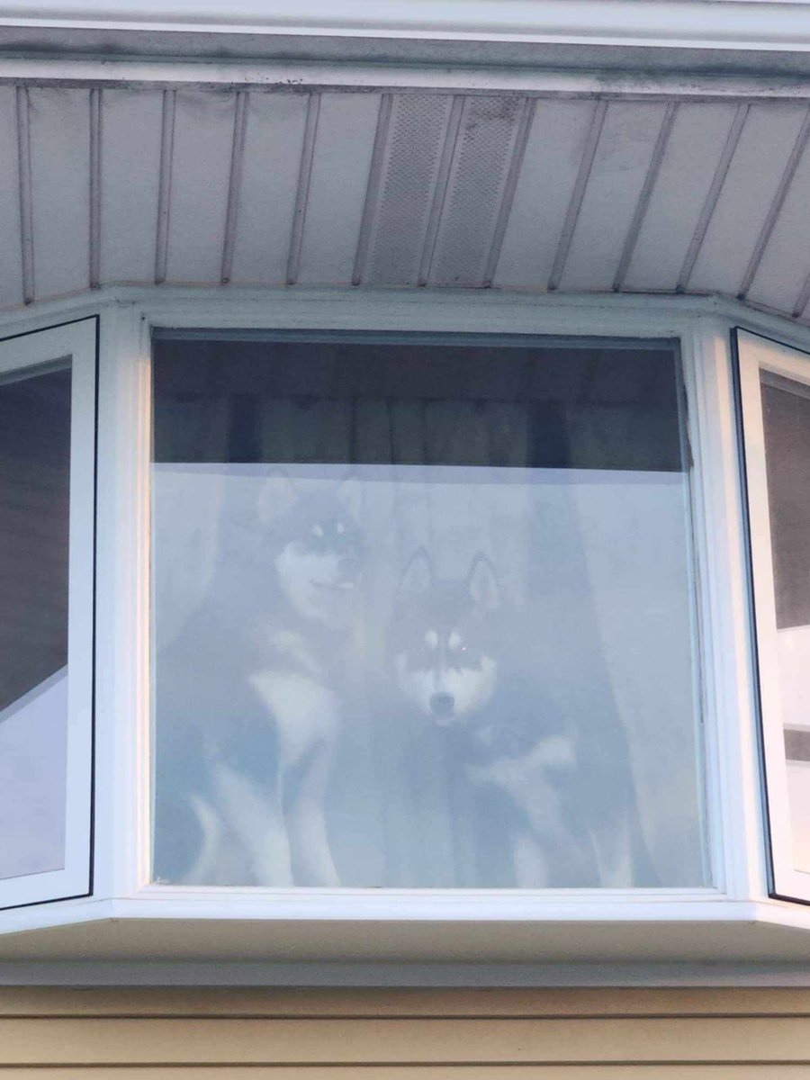 Humane Society HBG tweet media