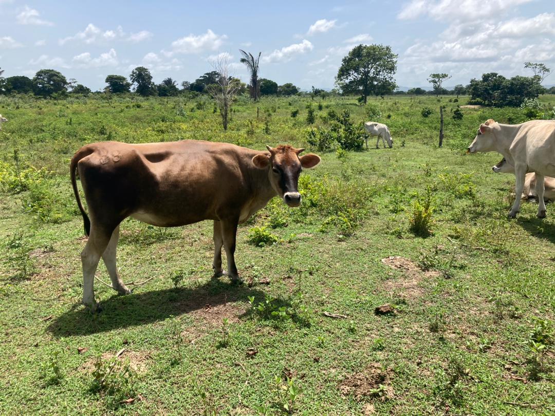 MGGR66's tweet photo. #23julio Empieza el día con la certeza de que algo maravilloso está por suceder. 🇻🇪
...Buenos días amigos ☕️🍃💞Feliz martes para todos.
Mi linda Lucía #novilla 🐮
#RazaCaroraYSusMestizas ❤️ https://t.co/M4pWUKuU1p