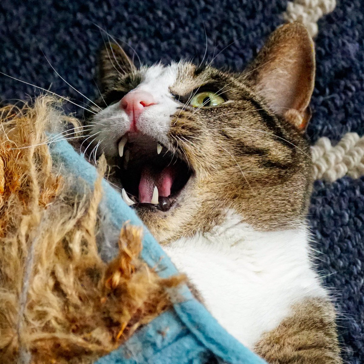 craighewett's tweet photo. Inside you there are two cats:
One represents #TeethTuesday 👹
The other #TongueOutTuesday 👅
Which cat will you be today?
#cat #CatPortrait https://t.co/KlPcOHZljf