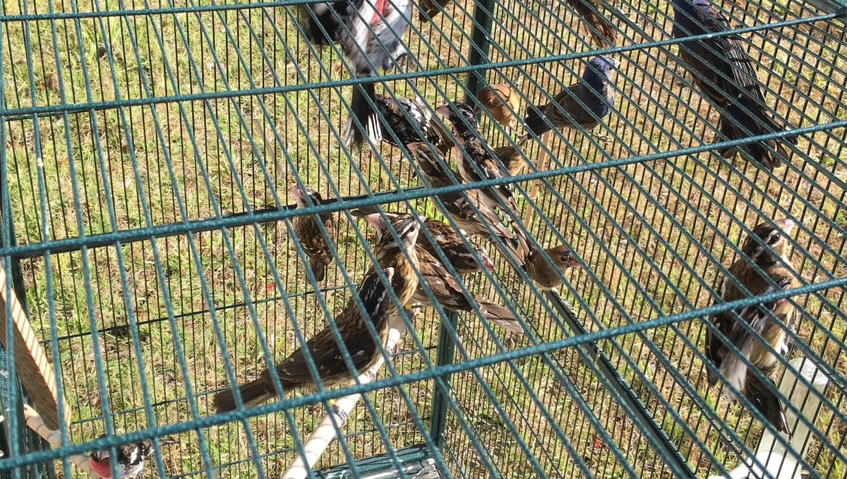 AilsaMcL's tweet image. Foreign multi national chicken farmers trap Scottish song birds to eat lice in battery farms, many starve to death, then they are all killed and dumped! 😱 
No, not really, but the marine equivalent is happening every day.🐟🏴󠁧󠁢󠁳󠁣󠁴󠁿❤️ LOVE FISH!
Please sign; petitions.parliament.scot/petitions/PE21…