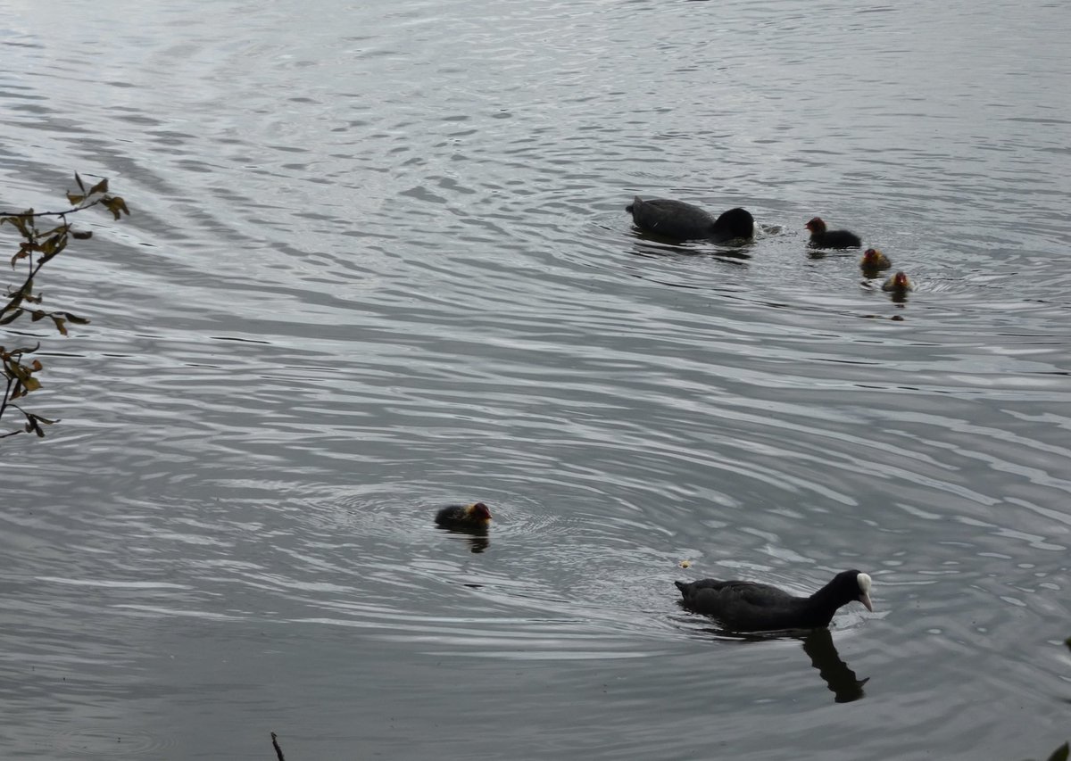 Calybites's tweet photo. Redcar Tarn, Keighley, today where Coot BFB finally has a family 😀
#CootStudy https://t.co/U3CI5Oj0mR https://t.co/VIgJEwS7F8
