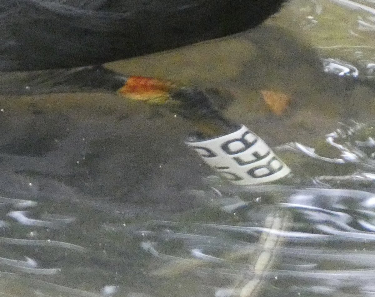 Calybites's tweet photo. Redcar Tarn, Keighley, today where Coot BFB finally has a family 😀
#CootStudy https://t.co/U3CI5Oj0mR https://t.co/VIgJEwS7F8