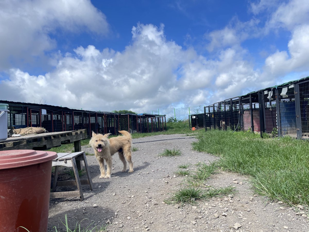 파란 하늘, 그리고 웃고 있는 삽살이. 풍경 멋지네요.