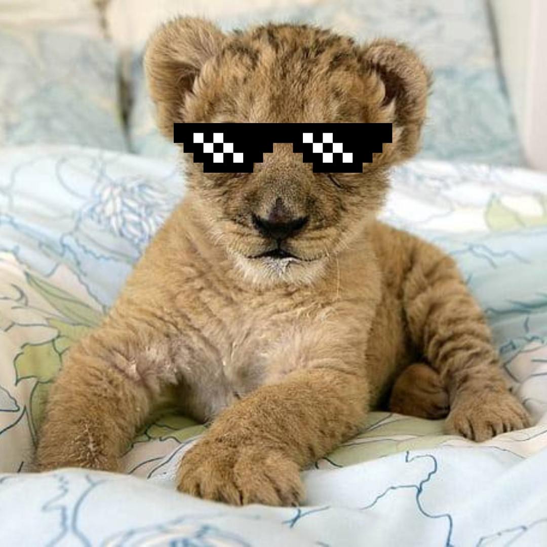 JDRCrypto's tweet photo. @elliotlfg $WILLY has the best community I have seen for a long time https://t.co/kbC60eEfCI