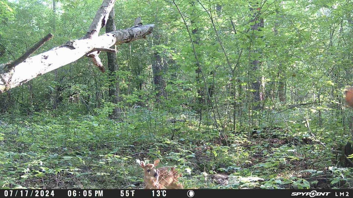 HuntFishTravel's tweet photo. How old do you think this fawn is?
What a cutie patootie!

#trailcameratuesday 
#spypoint #fawn #WhyISpypoint #HuntingPodcast https://t.co/KN7BWQuouv
