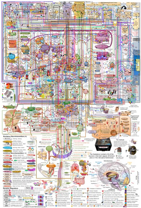 The complexity of the human brain and its functions in a neat infographic map

[zoomable version: buff.ly/3P0dzPz]