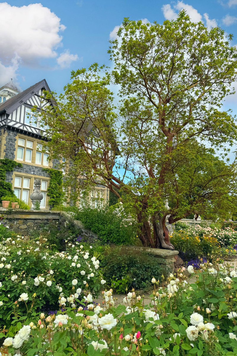 Pipa_Muc's tweet photo. Beautiful @BodnantGardenNT, Wales 🏴󠁧󠁢󠁷󠁬󠁳󠁿
#gardens #wales #roses #nationaltrust https://t.co/PO41uL5VWj