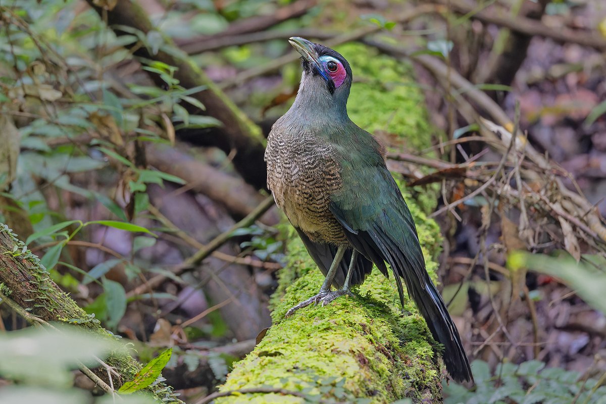 Pete Morris tweet media