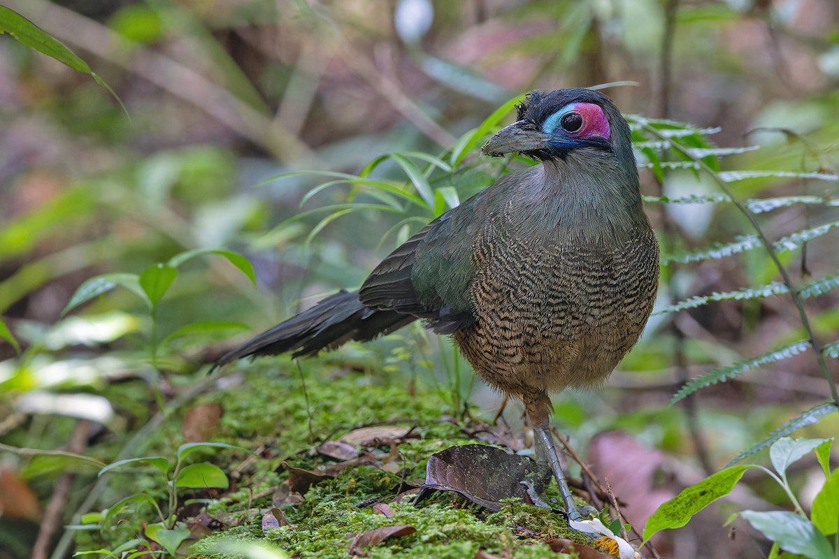 Pete Morris tweet media