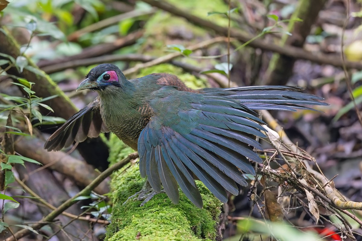 Pete Morris tweet media