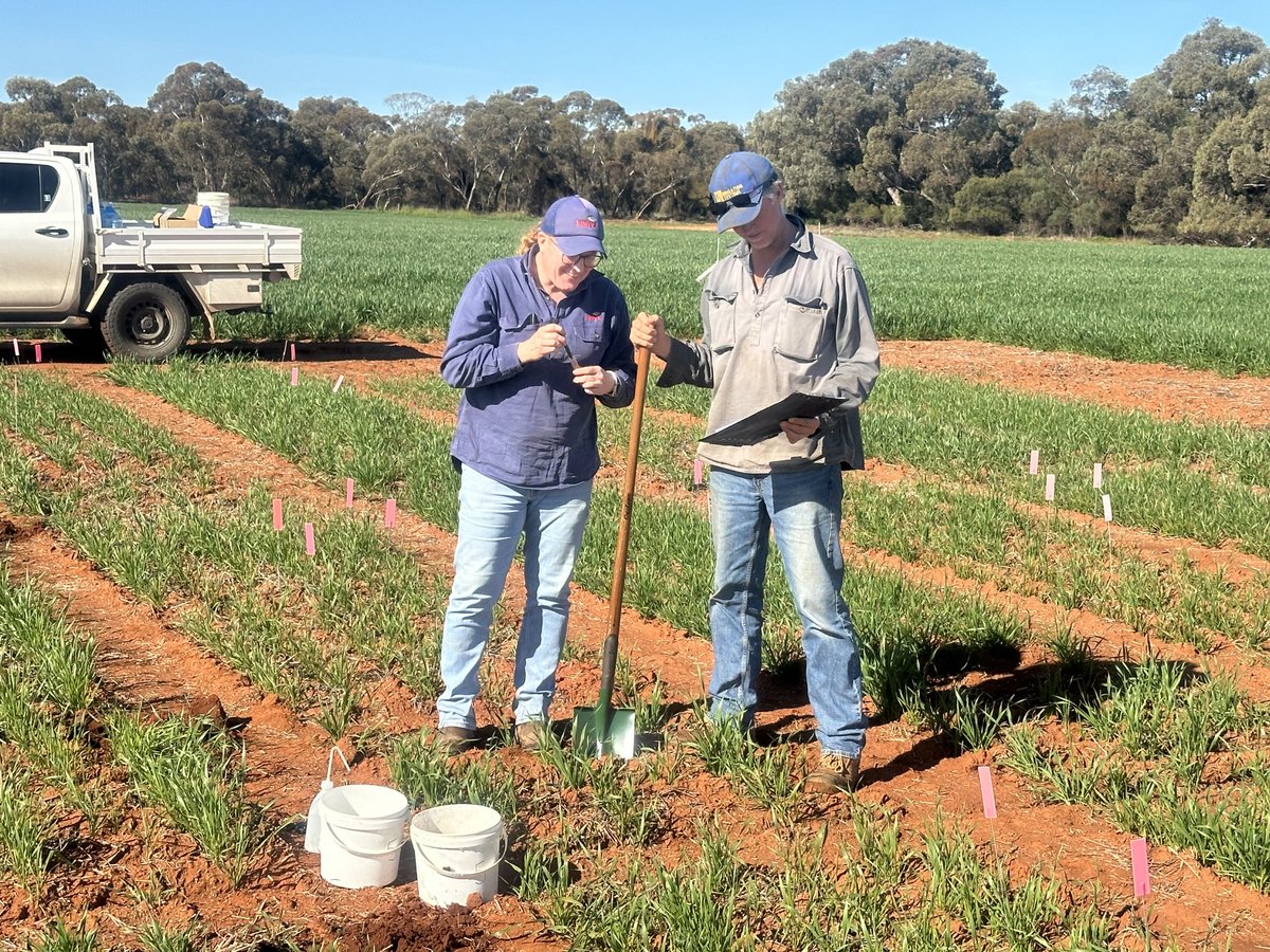 Greg Rebetzke tweet media