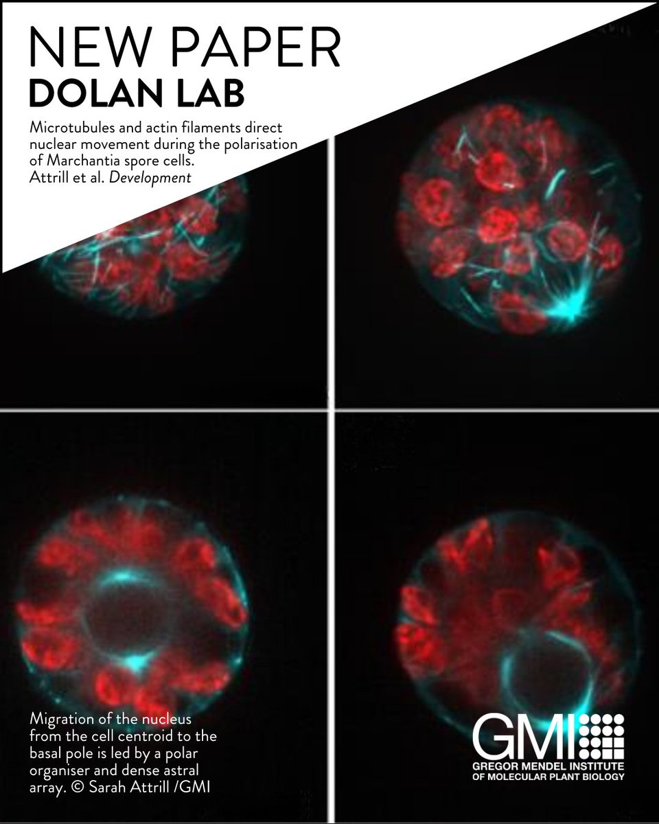 GMI Vienna gmivienna.bsky.social (@gmivienna) on Twitter photo New paper alert! Sarah Attrill and @DolanLab report on <a href="/Dev_journal/">Development</a> that microtubules and actin filaments direct the movement of the nucleus during symmetry breaking, a key process for asymmetric cell division in the Marchantia polymoprha spore. bit.ly/4cX9ipN New paper alert! Sarah Attrill and @DolanLab report on <a href="/Dev_journal/">Development</a> that microtubules and actin filaments direct the movement of the nucleus during symmetry breaking, a key process for asymmetric cell division in the Marchantia polymoprha spore. bit.ly/4cX9ipN