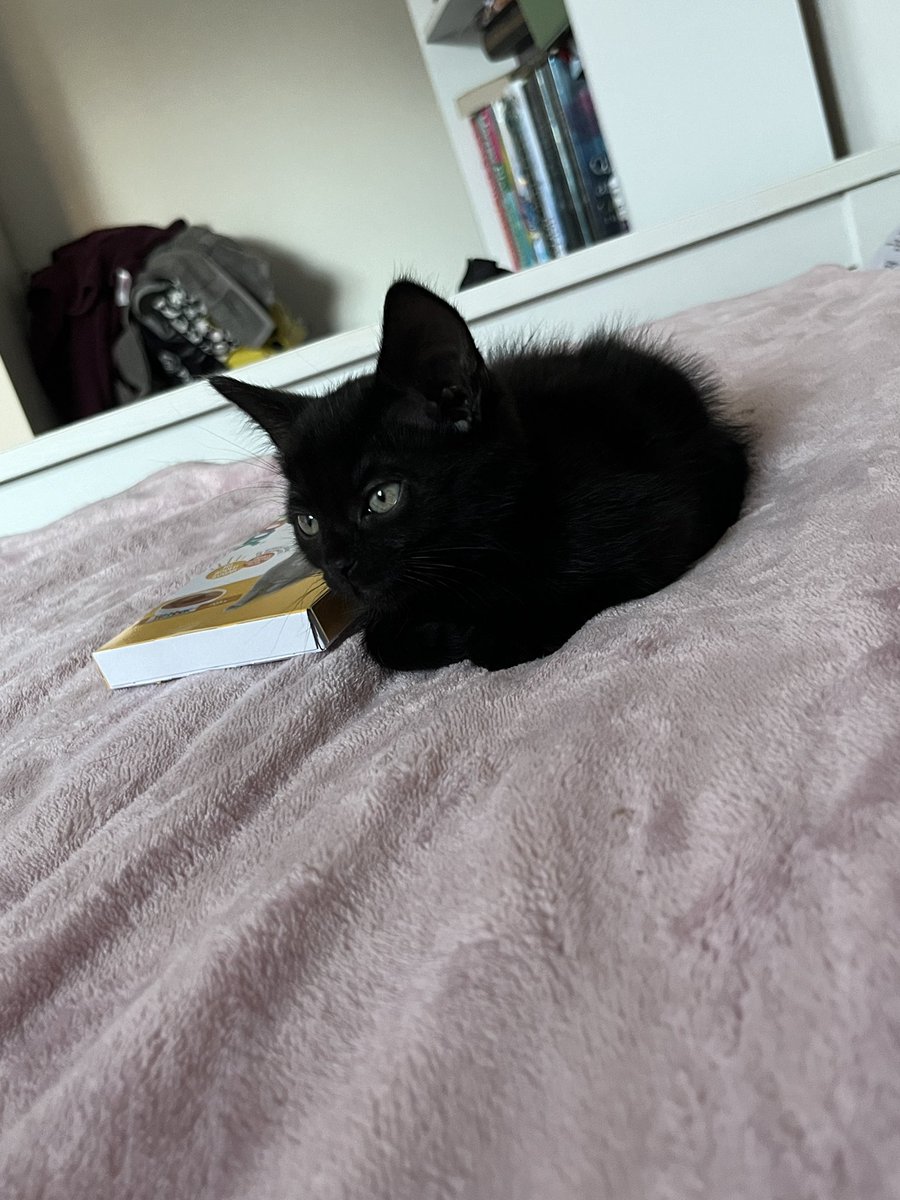 elsbraindump's tweet image. everyone, meet Olive