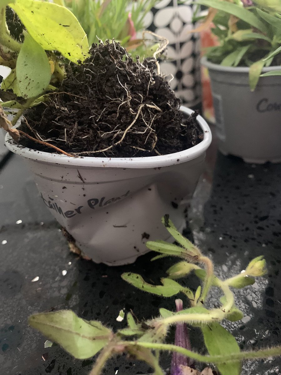 Lori Haley Fox tweet media