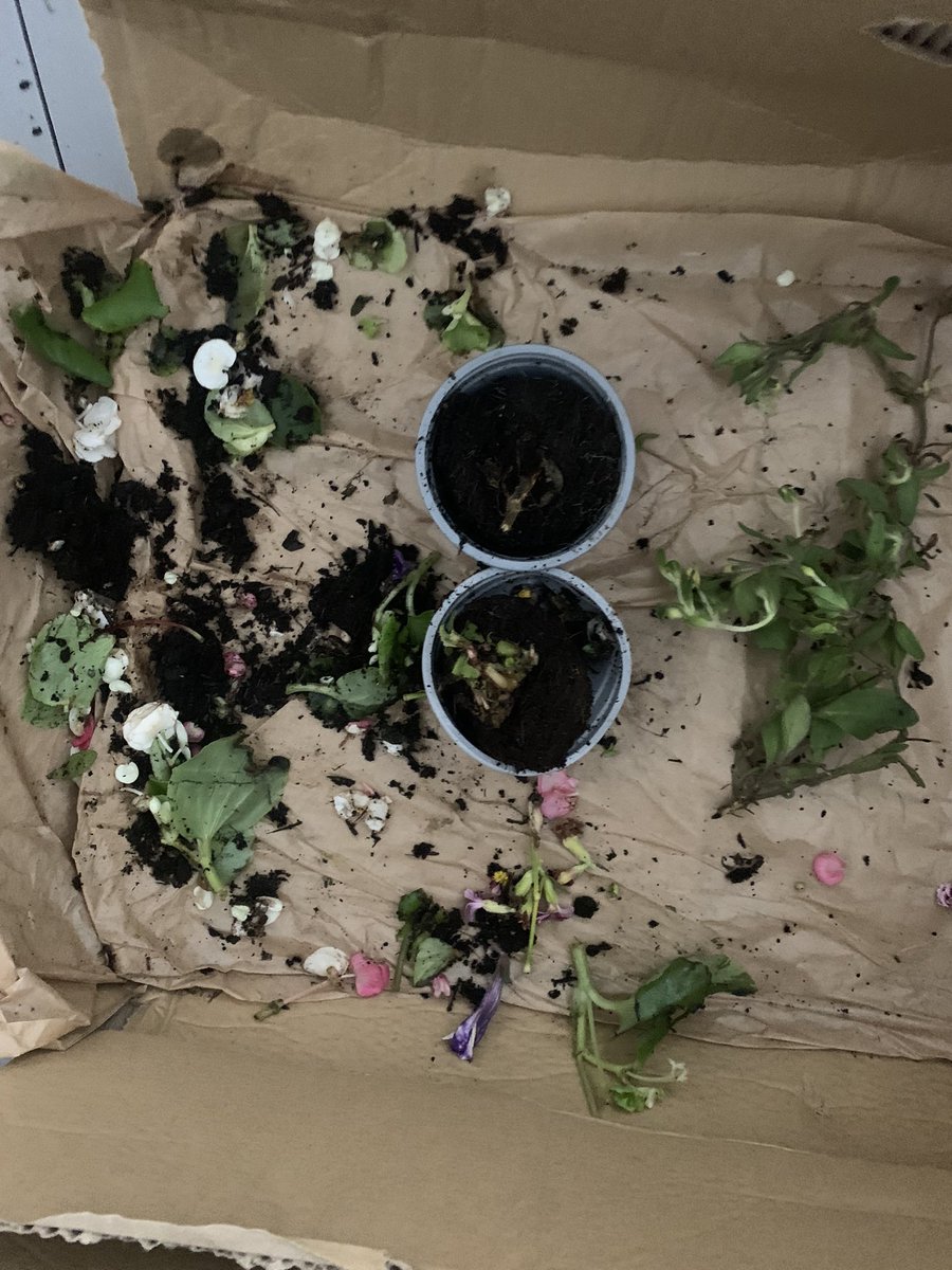 Lori Haley Fox tweet media