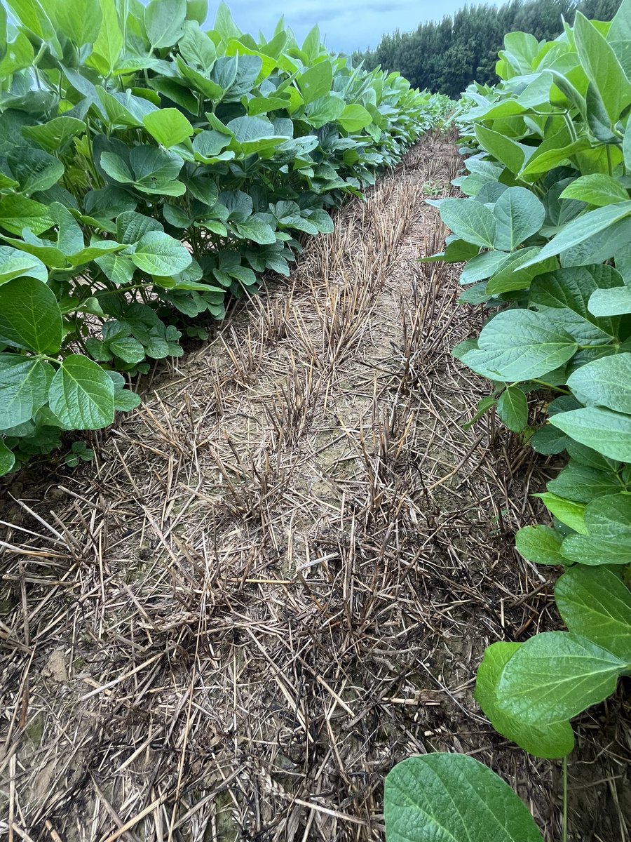 rbedwell15's tweet photo. Cotton coming along, late beans in wheat stubble, corn getting close! #rightaroundthecorner https://t.co/bgpEpyA2Ps