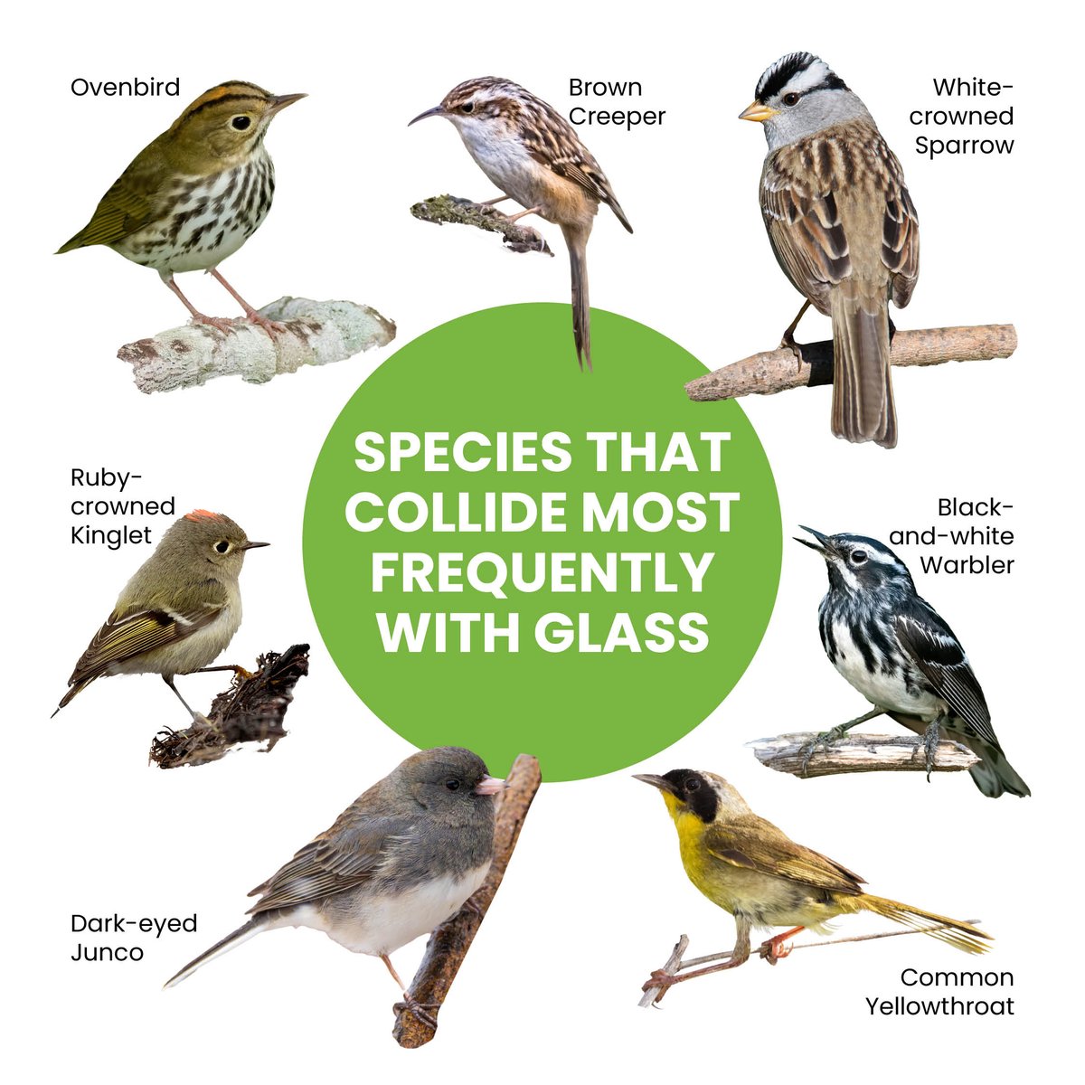 FeatherFriendly's tweet photo. According to data (https://t.co/gipcgmUMYD), certain species are more commonly found as collision victims, termed “frequent-colliders” or “super-colliders.”
#birdsafe #glasscollision #featherfriendly #birdsafeglass #education #conservation #provensolution https://t.co/B0hsxuK0mB