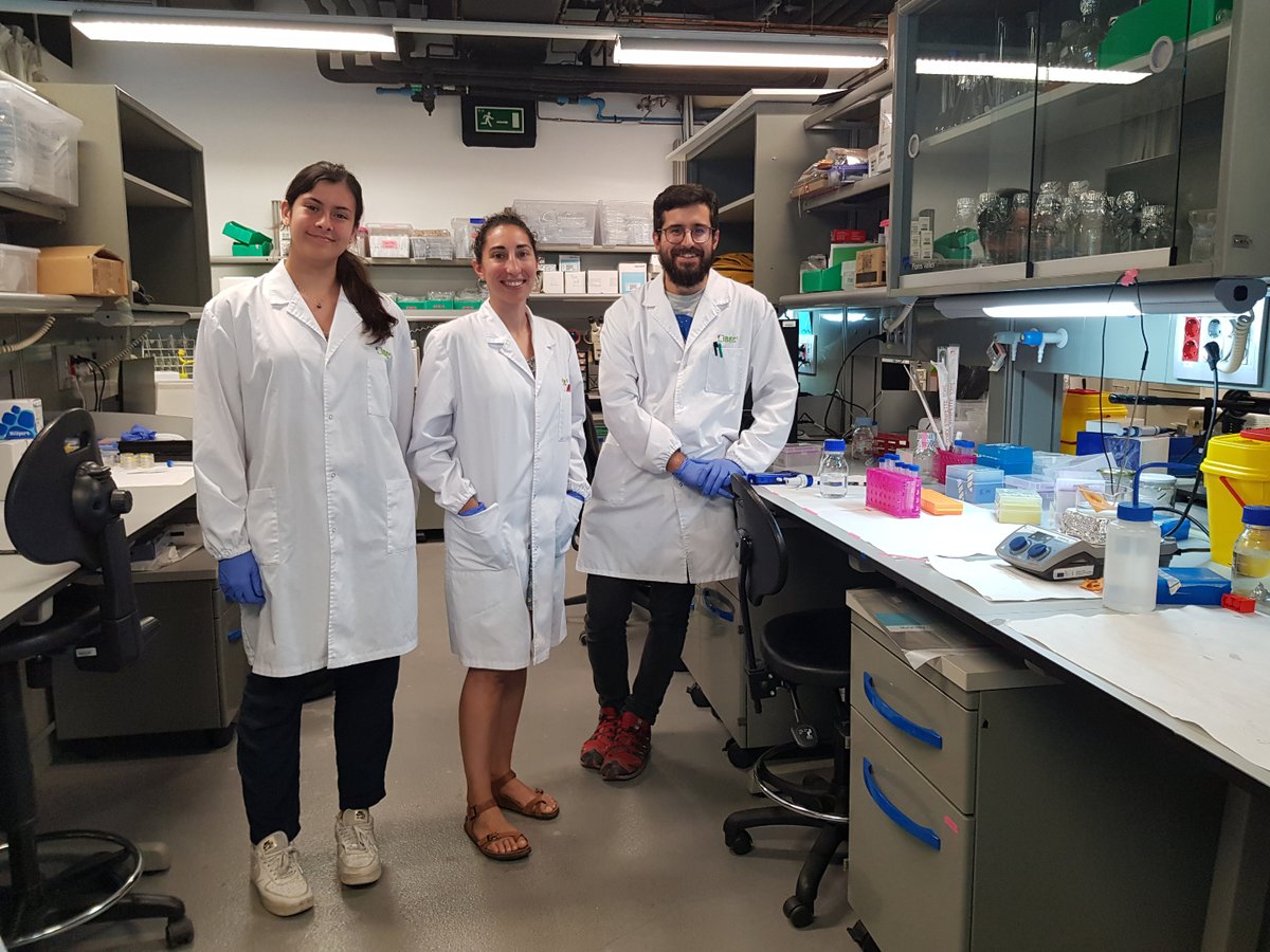 IBECBarcelona's tweet photo. CAT
🔬☀️ L'IBEC obre les portes als estudiants a l'estiu
🧑🎓🧑🔬 Enguany 14 estudiants han fet estades a 10 laboratoris de l'#IBEC a través de programes com #JovesiCiència, #BojosPerLaCiència o #Batx2Lab, entre d’altres.
👉 Llegeix la notícia: https://t.co/kFPDHKjqI7 https://t.co/q53txOe0Jd
