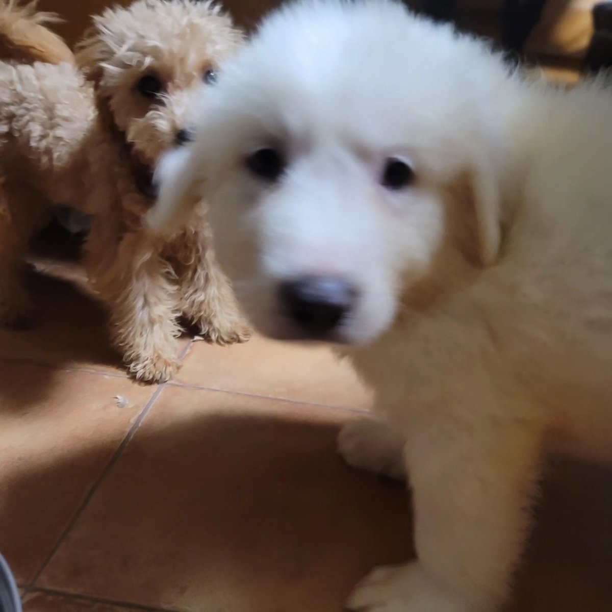 Crystal HasMara Dogs tweet media