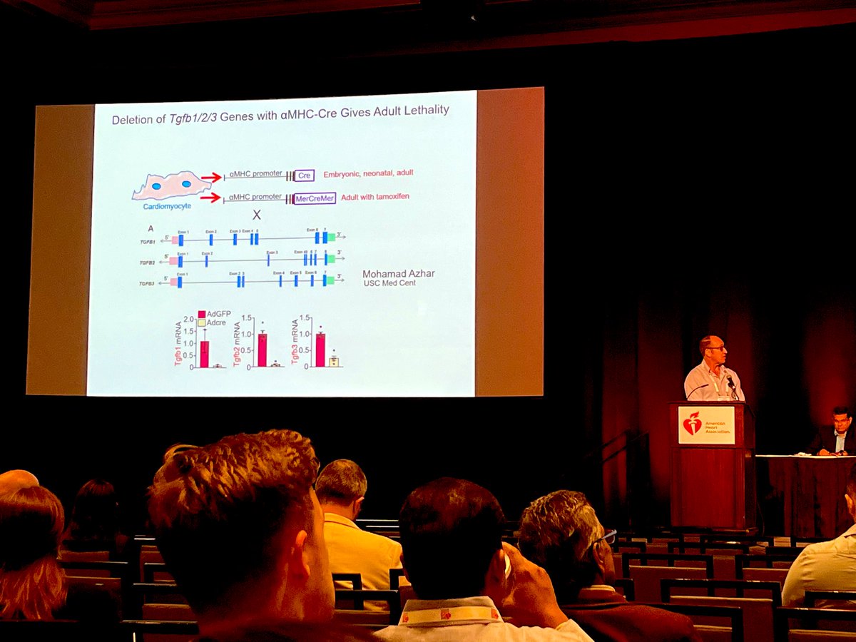 Jan Willem Buikema (@jan_w_buikema) on Twitter photo Inspiring talk from Jeffrey Molkentin on intrinsic TGFbeta and neonatal heart maturation #BCVS24 #BCVS2024 <a href="/AHAScience/">AHA Science</a> <a href="/AHAMeetings/">AHAMeetings</a> Inspiring talk from Jeffrey Molkentin on intrinsic TGFbeta and neonatal heart maturation #BCVS24 #BCVS2024 <a href="/AHAScience/">AHA Science</a> <a href="/AHAMeetings/">AHAMeetings</a>