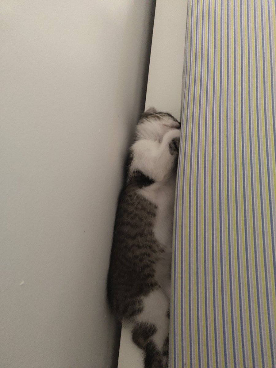 ostunb's tweet photo. @Miko_Kholin A Kiwi le gusta ser una salchichilla https://t.co/LeX2A04wOw