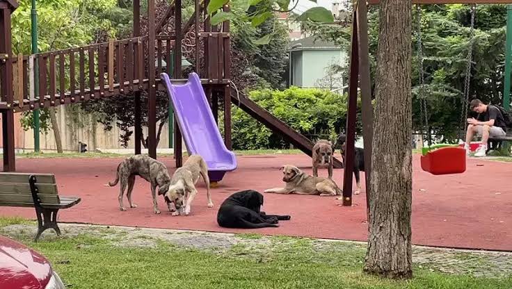 teyakkuzhaber's tweet photo. KONDA, başıboş köpek yasası ile ilgili anketinde toplumun yüzde 85'i yasaya karşı olduğunu ifade etti. https://t.co/kLIuCodUxF