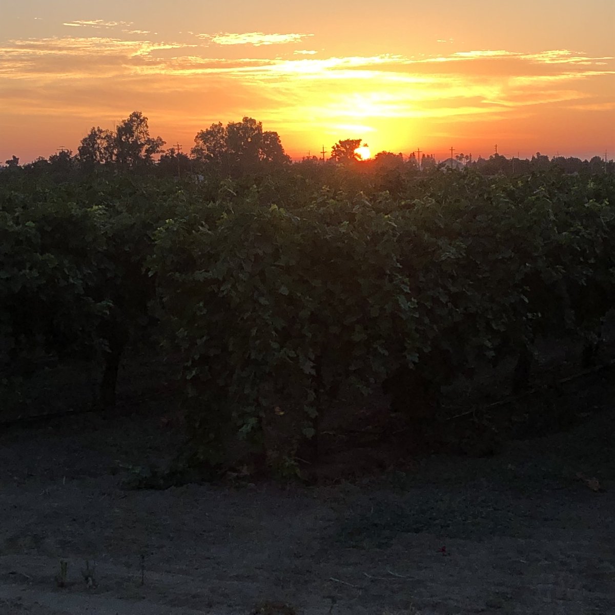 Dcubedzin's tweet photo. Sunrise over #Zinfandel in #Lodi #LodiWine https://t.co/5YXrB3gFAN