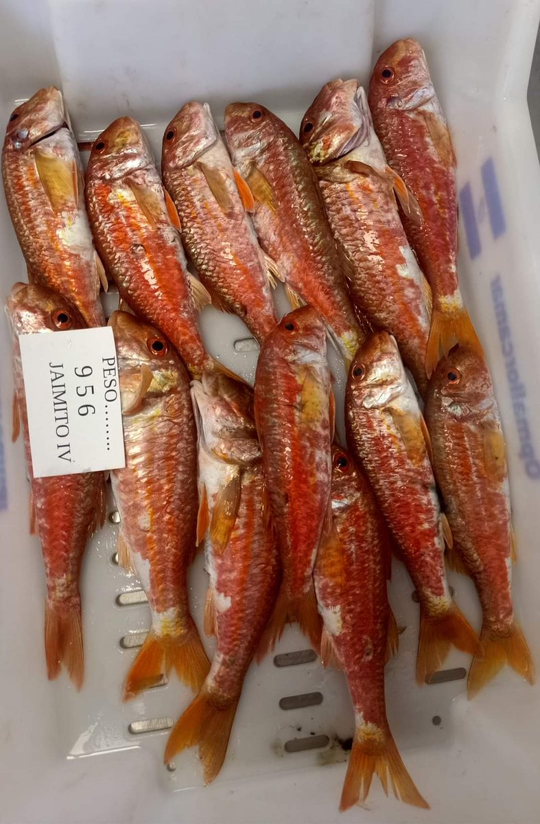 CalaBonaRadio's tweet image. PEIX DEL PORT I CALA BONA 

Ja arriben molls cada dia, calamars, llagosta, mussoles, cap roig....de dimarts a divendres de 10'30 a 12 hores esta OBERT!!! #peix #peixfresc #calabona #peixdellotja #molls