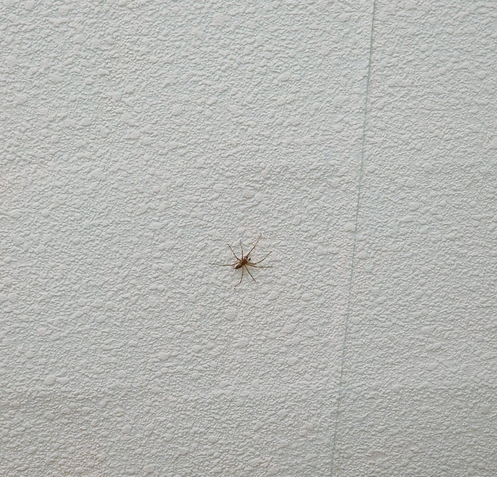 baerolina's tweet image. Konstantiną pakeitė Gotautas, bet spawnino tualete, tai vibes iškart off. Nesilaiko pagarbaus atstumo. #darbas