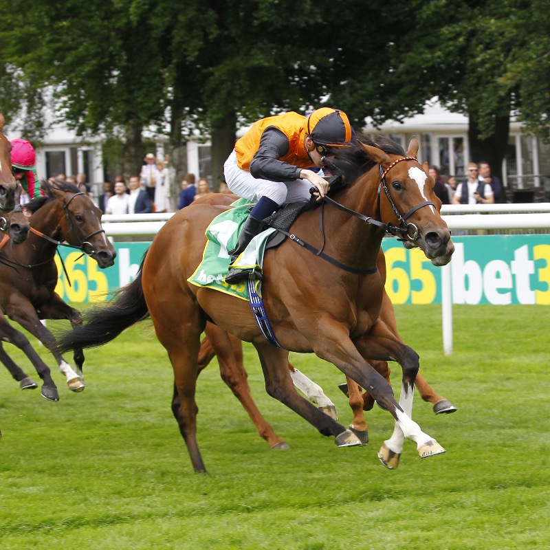 Tattersalls1766's tweet photo. The #TattsSomerville Yearling Sale catalogue is now online.

⭐️ Gr.1 winner Bradsell: 12,000gns
🇺🇸 3 x Gr.1 winner Anisette: 26,000gns
🙌 Gr.2 winner Arabian Dusk: 80,000gns

📘 465 lots
🗓️ 2 - 3 September

More info 👇