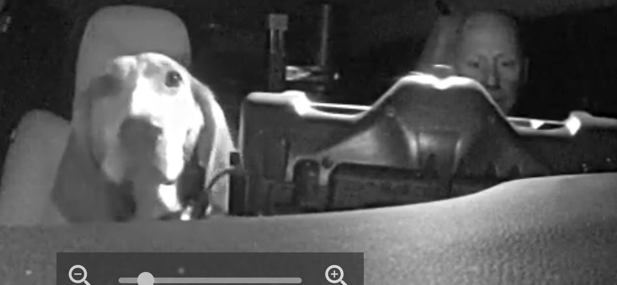 DGSOSheriff's tweet photo. This guy was running westbound on U.S. Highway 40 in the 600 block about 12:30 a.m. Deputies took him to the Lawrence Humane Society.

He had on a GPS or hunting-type collar but no ID. https://t.co/08eHv7zbU9