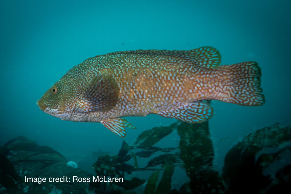 siftscotland's tweet image. These colourful and long-lived fish play a vital role in keeping our coastal ecosystems healthy and balanced. They do so by feeding-on &amp;amp; controlling many harmful parasites. It’s why wrasse are known as ‘cleaner fish’.