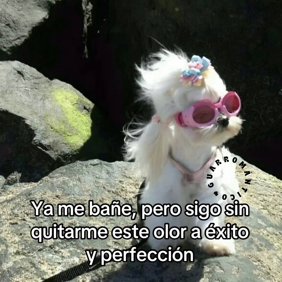 Guarromantico_'s tweet photo. Ya me bañe. https://t.co/NcbAxQybF6