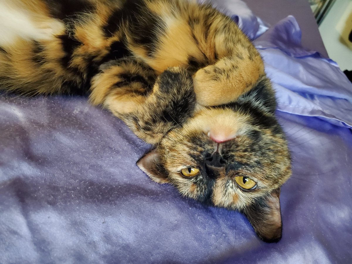 _CrystalDragon's tweet photo. Thread for my cat Morrigan than I will probably continously add pictures to because I adore her 💖 https://t.co/1L1Av3Jwgg
