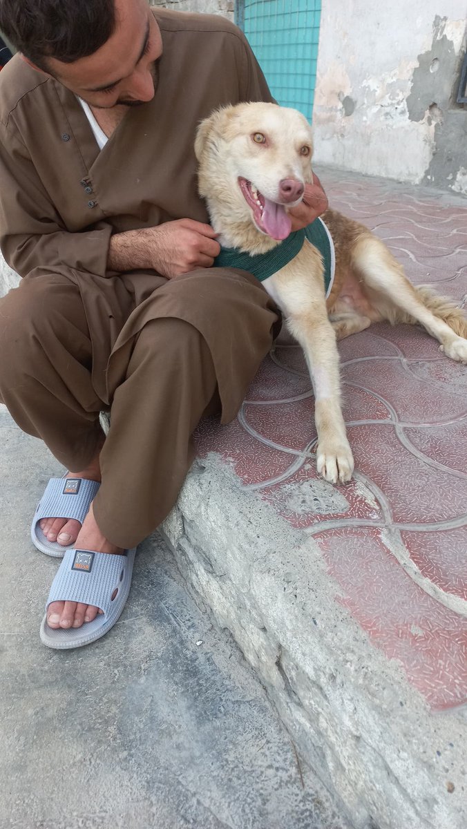KSARshelter's tweet photo. ๐ ***July Staff Salary Fundraiser--NO MINIMUM!***๐ EVERY $ MATTERS๐
This month has been a daily onslaught of critical intake of animals here in Kabul and a heavy surgery and post-op monitoring schedule. Our clinic team and caretakers have not had a break. We've all felt the lightened load since the airlift, and have the physical space to safely take in these animals, for which we are relieved and grateful. But it has nevertheless been a marathon, and shows little sign of easing.
This month we tried something new--to raise staff salary funds via our My Giving Circle page, where donations can also buy us votes, but the high mandatory minimums have hindered this, and with a week left in the month, it's clear it simply will not work. So please, help us as you always have--a cup of coffee, a frozen pizza---the donations that are too small for My Giving Circle but add up to planes, rent, medicine, and salaries for the staff that put every ounce of their energy and heart into saving lives here, and giving peace and rest when that's not possible--equally hard, heartfelt labor.
https://t.co/7cHRbZWc9o
