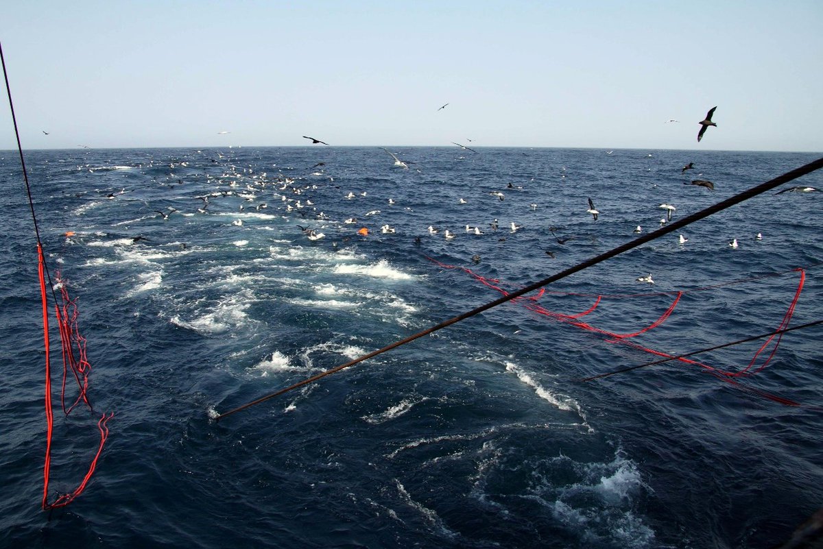 New study finds at least 44,000 seabirds are killed each year due to bycatch in trawl fisheries worldwide: seabirdtracking.org/new-study-find…

Paper: sciencedirect.com/science/articl…