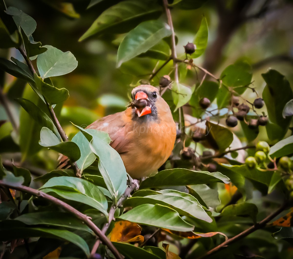 sandrasphotos's tweet image. #timelinecleanse

A #femalecardinal has a snack from the #crepemyrtle

#birds 
#birdphotography 
#Xbirdphotography
#naturephotographsonX