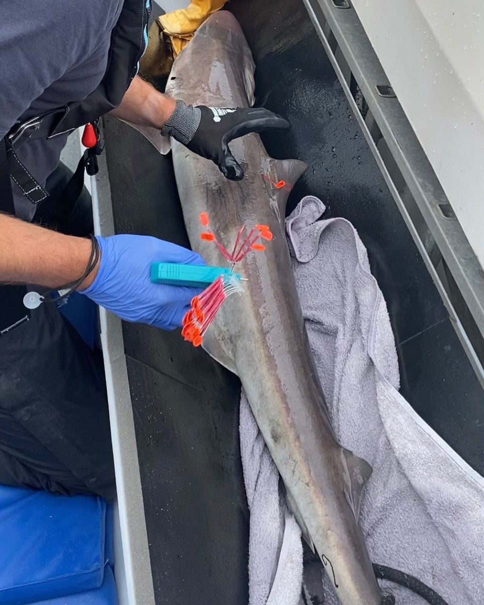 Wythnos lwyddiannus o ddefnyddio offer olrhain acwstig a thagio cŵn glas yn <a href="/ACA_PLAS_SAC/">Pen Llŷn a'r Sarnau</a> 
Cafodd pedwar siarc benyw eu tagio, diolch enfawr i’n tîm anhygoel o gapteiniaid a physgotwyr 🩵
Edrych ymlaen at osod mwy o dagiau yn fuan, a dysgu mwy am y siarcod hynod ddiddorol hyn 🦈