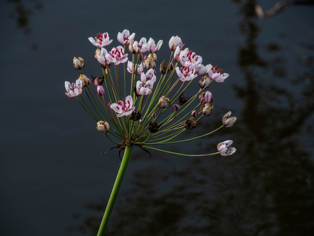 peterhegi's tweet photo. Met een foto van de Zwanenbloem kan je gerust thuiskomen. Die vinden de meeste mensen prachtig. https://t.co/K1r6M47fdb