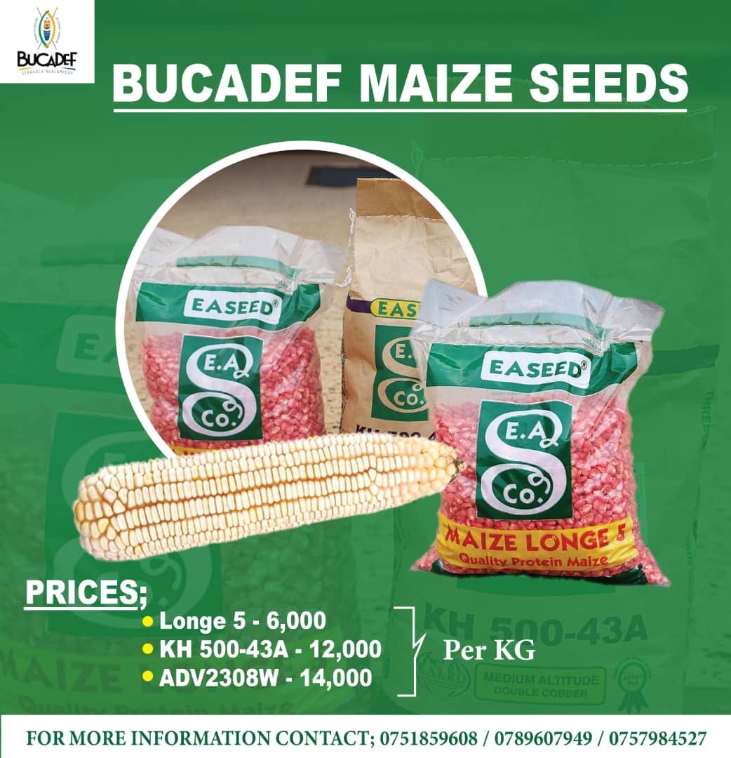 Incase you need profitable maize planting materials,please reach out to us ASAP!!!