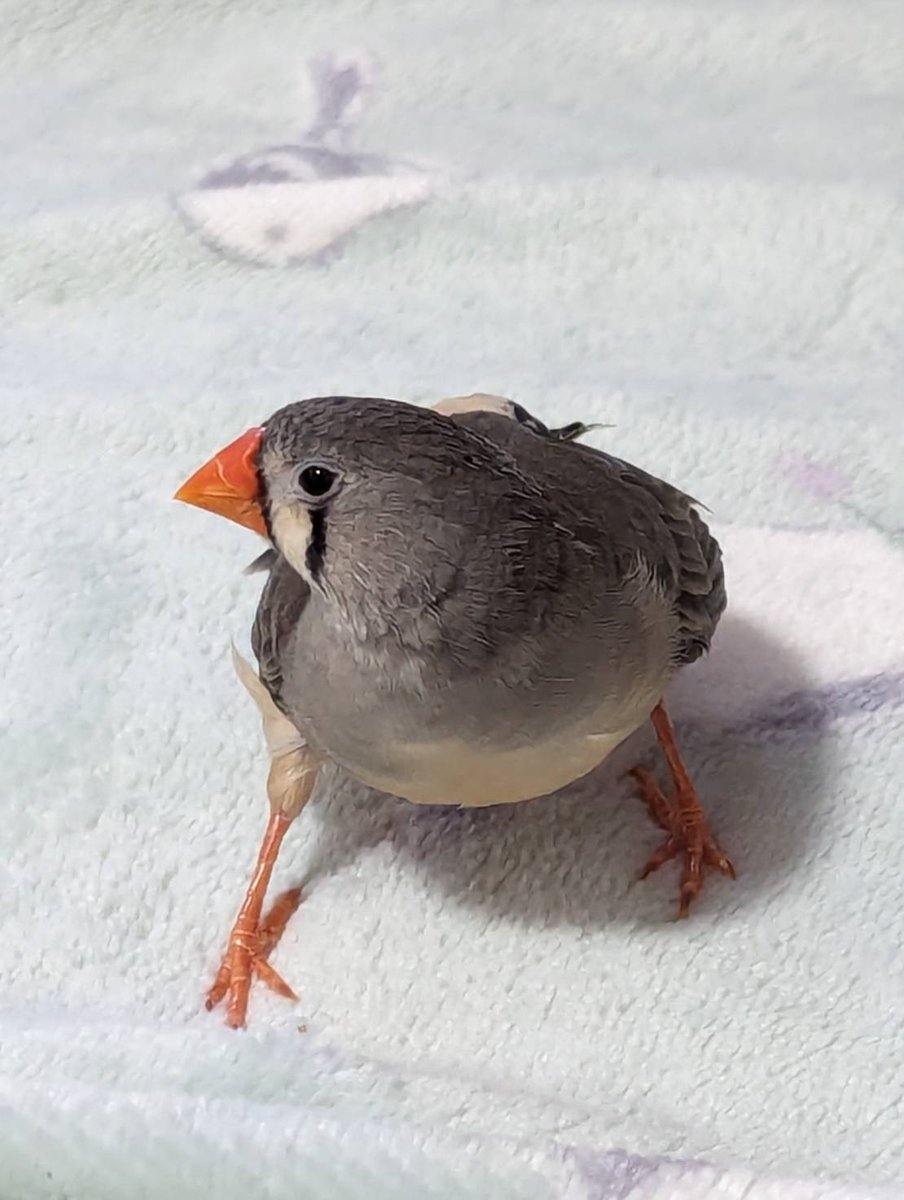 銀文鳥 tweet media