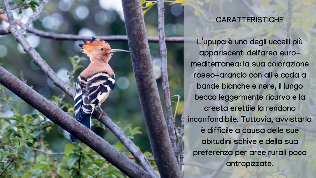 urbio_project's tweet photo. L’upupa arricchisce la nostra biodiversità con il suo aspetto appariscente, un canto distintivo e una storia ricca di simbolismi! 📜✨

Vuoi aiutarci a monitorare gli animali della tua città? Diventa #volontario! https://t.co/fnmgVvwvp4

#urbanbiodiversity #citizenscience #upupa https://t.co/ImHYwNz8vo