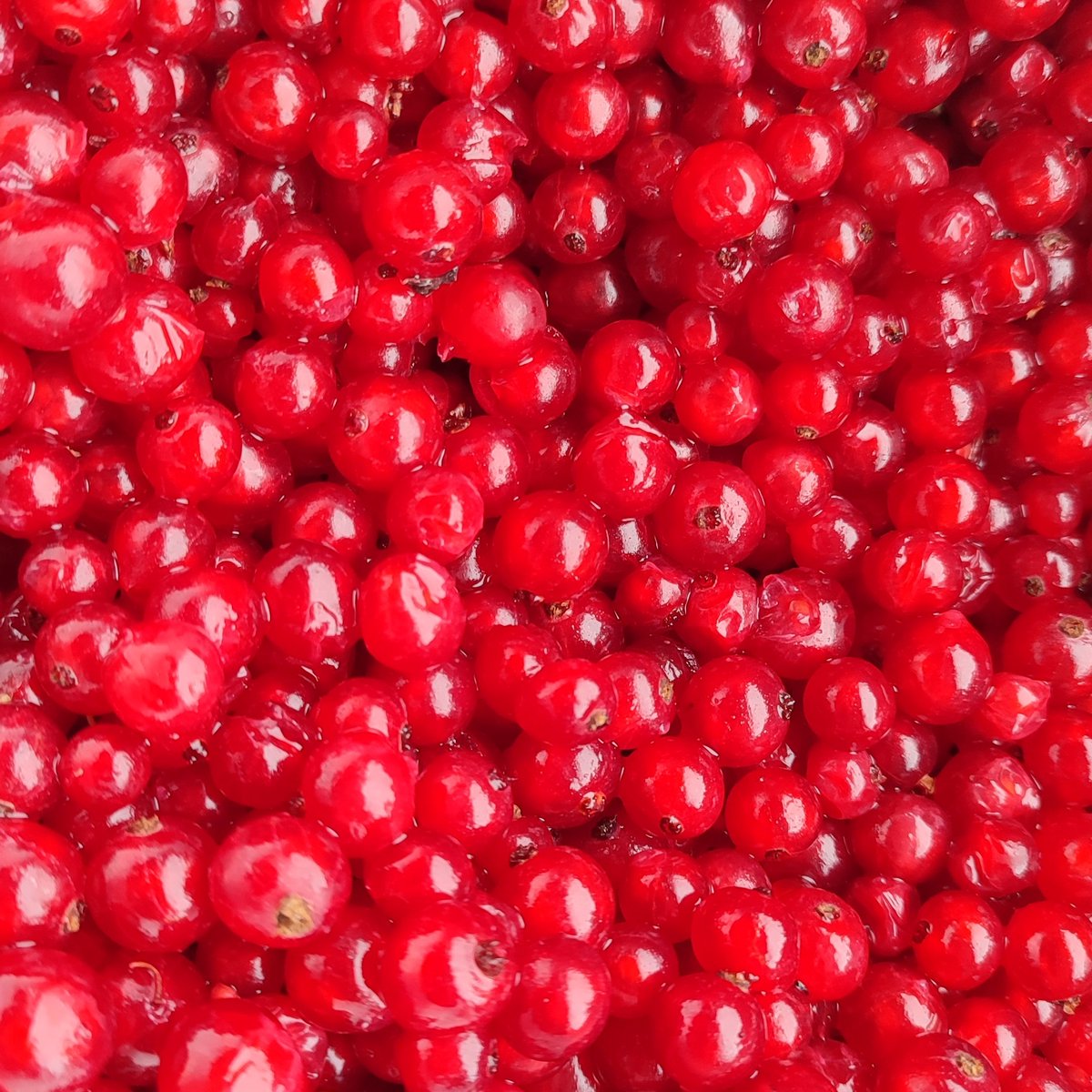 EdiblesWYorks's tweet photo. Fruit &amp; veg available to order this week from the farm - https://t.co/qUPRaEp6vu https://t.co/5VgYTuNEZV