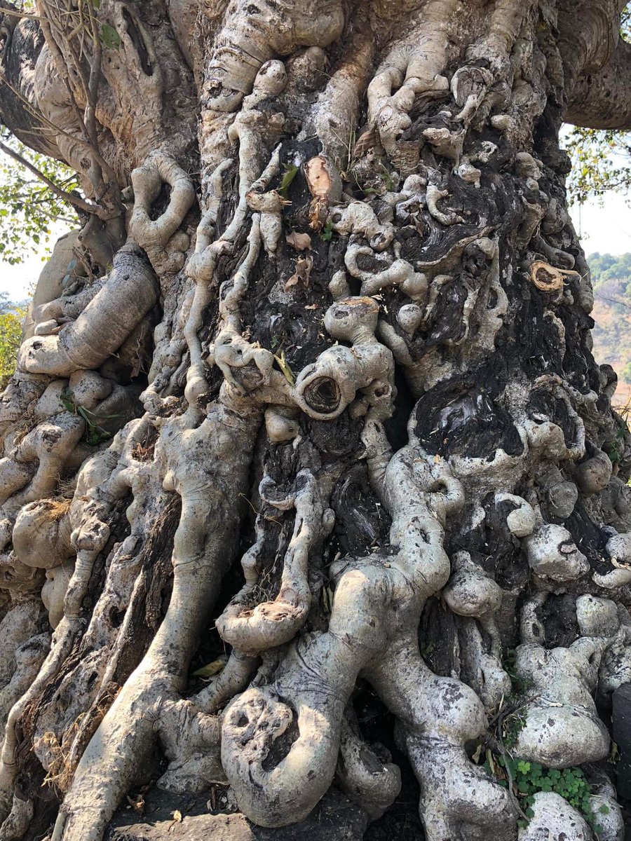 fridays_india's tweet photo. Here’s a picture of a #LivingHeritage via Melissa from Dharamshala, Himachal Pradesh💚
Join the campaign to highlight #LivingHeritage near you⬇️🌳
https://t.co/aOUqL90cBJ
#OldTreesOfIndia
@PMOIndia @UNESCO https://t.co/xSFcYjLTaj